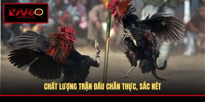 Chất lượng trận đấu chân thực, sắc nét